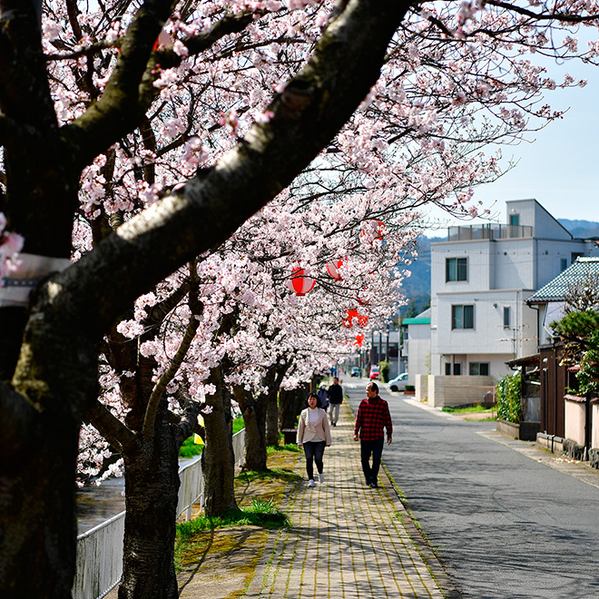 倉吉市会下谷川の桜